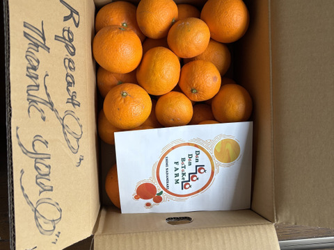 完熟木なり清見オレンジ5kg【訳あり】甘さ濃厚！　農家直送　愛媛県にしうわ