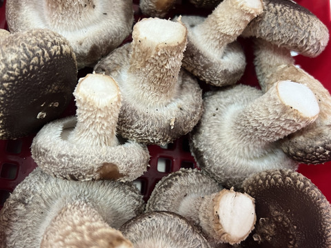 大田区で収穫！東京福しいたけ(500g・パック包装)