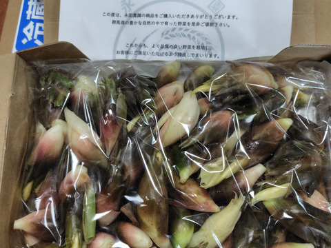 【森の茗荷】群馬県東吾妻町産　みょうが　1kg 国産