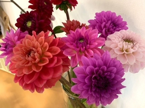 【規格外品！お買い得セット】ダリア　3色以上 おまかせmix 10本　（30〜50㎝）