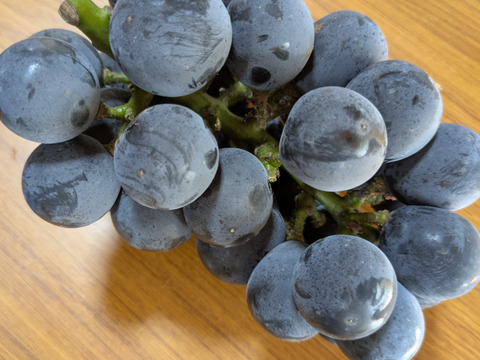 家庭用大粒ぶどうおまかせセット