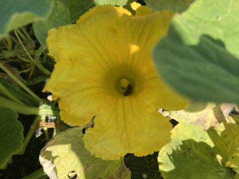 『甘み濃厚栗カボチャ』ブラックのジョー小さめ３玉