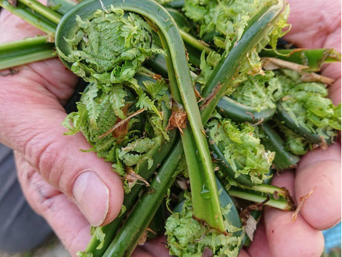 【食べきり】新潟県妙高市産　天然山菜！くせなし！緑が鮮やか！天然こごみ(250g)