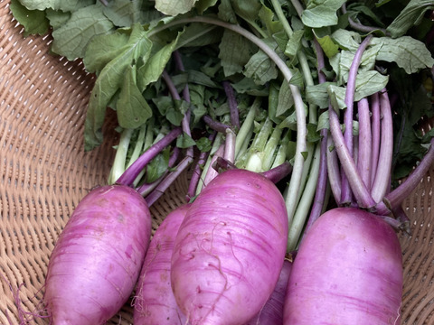 紫大根　藤くるり　色鮮やかな紫色が美しい！　５個