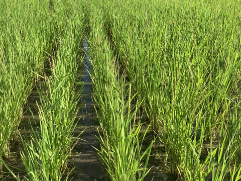 稲わら40束 天日干し 自然栽培(農薬肥料除草剤一切不使用）