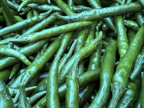 【香りと辛味】熊本県産　ホットパラソル　青唐辛子　１kg