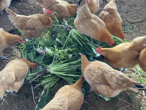 希少名古屋コーチン　平飼い卵　20個