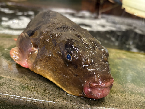 ヒガンフグ　磨き　唐揚げ