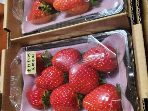 朝採れ、完熟収穫いちご　まりひめ　500g (250g × 2p)