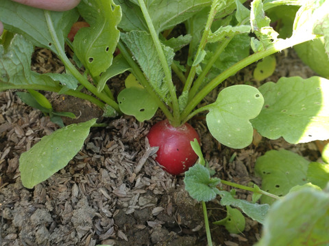 【まとめ買い用】ラディッシュ🌿はつか大根🌿５個セット🌿