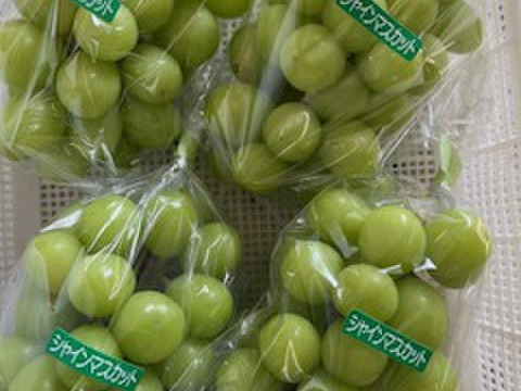 家庭用】訳あり「シャインマスカット」5～7房（約2kg）（北海道