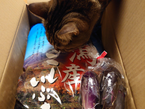 新米　令和7年産　新潟県産　こしいぶき  白米  5キロ  　お米　(61)