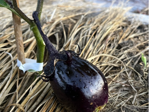 夏の終わり感じる野菜Sセット（１～３人向け）