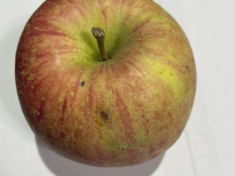 助けてください　激安葉取らず
サンふじ家庭用　訳あり５キロ