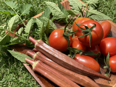 太陽の恵みをめいっぱい！季節の野菜セット【10品目】＃栽培期間中農薬・化学肥料不使用