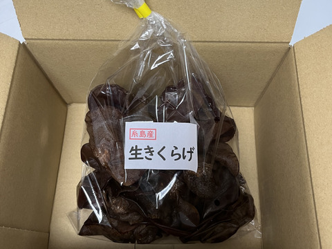福岡県糸島産生きくらげ約500g