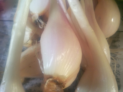 らっきょう＆唐辛子　自然栽培　自家採種