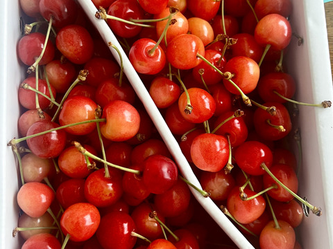 【朝どれ】1kg★名和果樹園の訳あり家庭用佐藤錦【常温便】山形県東根市産さくらんぼ★産地直送お取り寄せ通販★予約商品
