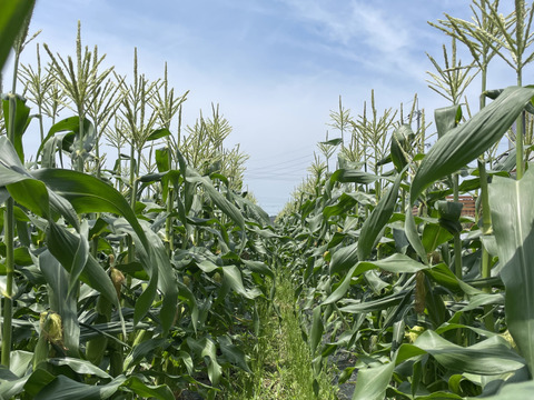 早朝収穫！　スイートコーンカクテル　とうもろこしバイカラー　約350g  8本