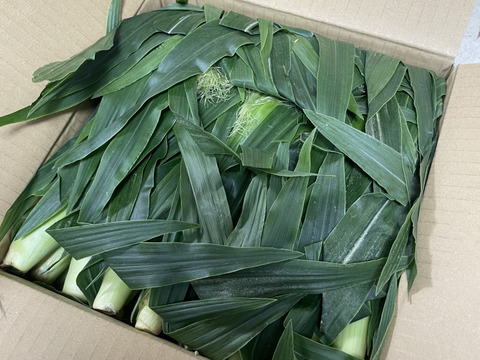 【旬のヤングコーンを新鮮に】期間限定！皮つききみひめヤングコーン　60サイズ箱満タン詰め！30本前後になります！