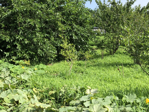 エルダーフラワー 100g  房数20〜25以上  農薬不使用自然農栽培  エルダーフラワーコーディアルなどに。5月半ばから順次発送いたします。