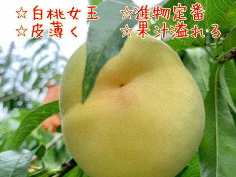 岡山県産　訳あり柔らかい中生品種白桃　1.5kg箱(入るだけ詰める)