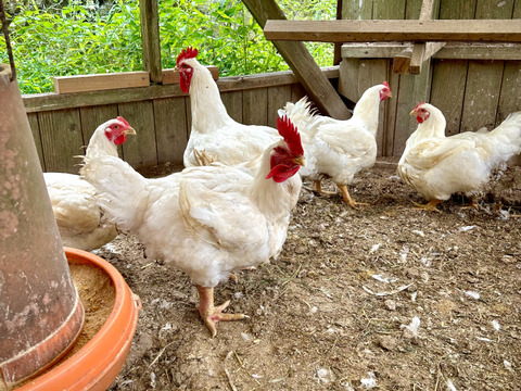 【一切の薬物等を不使用】
夢まるの丸鶏　1.6kg