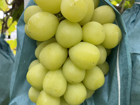 【完熟ゴールデンシャインマスカット】2房箱