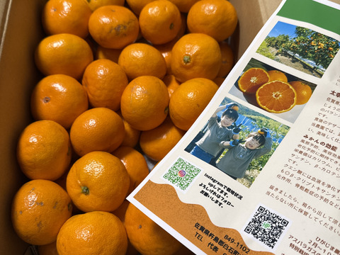 糖度１３度以上！天皇杯受賞の樹上完熟袋がけ！味ピカみかん小太郎Sサイズ 30玉 楽天市場】2026年1月分予約 愛媛産 味ピカ 小太郎みかん 2kg 30