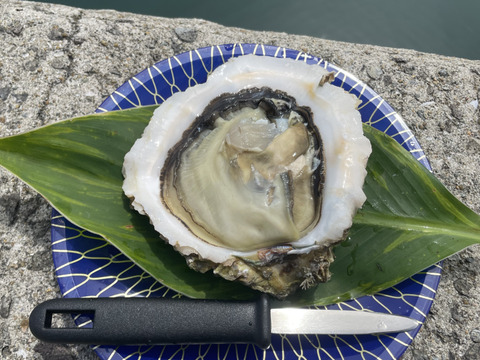 🦪【期間限定サービス】3kg（＋1個）クセが少なく旨み濃厚！生食OKの極上岩牡蠣「AZUL＋3」