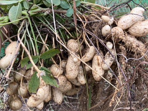至高の生落花生400g自然栽培