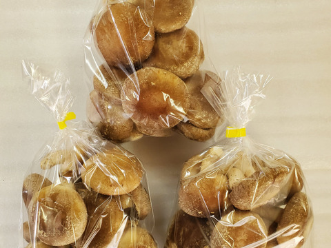 極厚！食べ応えあり！肉厚しいたけ（菌床）　1.5ｋｇ