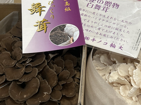 舞茸様 白黒セット！濃厚味わい！苦み少ない「びっくり舞茸」計2株