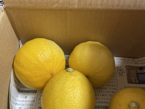 瀬戸内育ち！国産ベルガモット！(農薬・除草剤・化学肥料不使用）