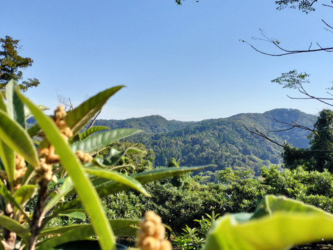 皇室献上で有名な房州産びわの花 (つぼみ)（乾燥）50g
