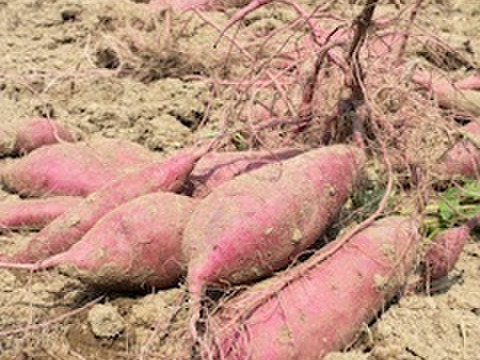 熟成さつまいも　ほくほくがたまらない！　紅あずま（サイズいろいろ）　１０㎏