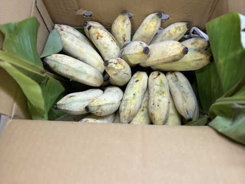 安心・安全！ナムワバナナ 2~ 4房・計３kg