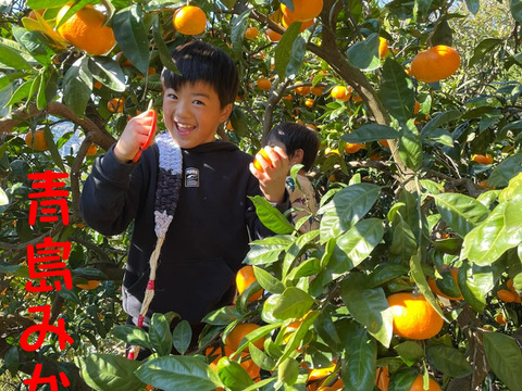 旬の美味しさを閉じ込めました　新発売　果樹園のジェラート『柑橘食べ比べセット』6種類6個入り　配達日時指定便 杉山農園