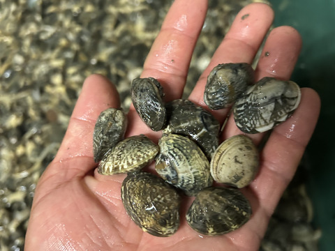 出汁最高！　熊本県産あさり　砂抜き済み　1キロ