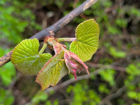 山葡萄の新芽　約300g