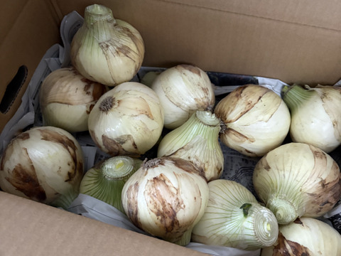 大好評，地層が違う淡路島、訳訳あり新玉ねぎスーパーアップ３キロ(風袋込み)