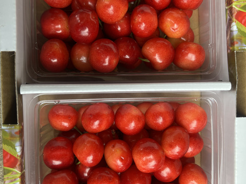 ★希少品種★ 山形県産　紅てまり　贈答用　900g