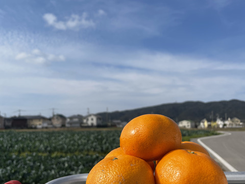 【訳あり】幻のみかん販売開始！！淡路島産　灘みかん 2.5kg
