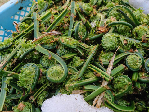 【食べきり】新潟県妙高市産　天然山菜！くせなし！緑が鮮やか！天然こごみ(250g)