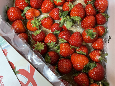 【訳あり！】あまりん大容量６５０ｇ以上