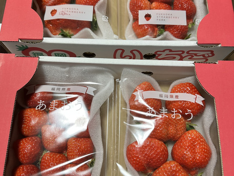 【期間限定!!お得品】あまおうたっぷり4パック　～福岡ストロベリーパーク～