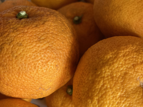 【訳あり最終大特価！】完熟すだち(4kg)　知多半島産