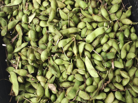 自然栽培 黒豆枝豆 朝採れたて １ｋｇたっぷり 京丹波産 送料メール便代350円