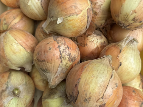 【季節限定】シャキっと柔らか、みずみずしい！阿部農縁の新玉ねぎ　5kg