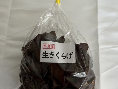 福岡県糸島産生きくらげ約500g×2個